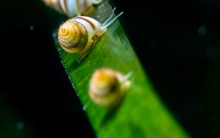 A close up of marine snails